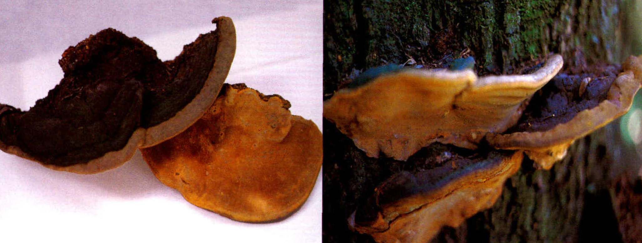 Phellinus spp.